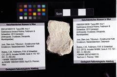 Foto (Objket + Etiketten) von Gastrosacus torosus (Robins, Feldmann & Schweitzer, 2013) 